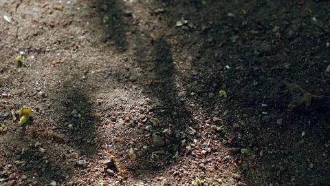 Shadow of leaves Stock Footage 90044036