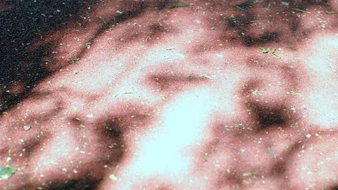 Shadow of leaves Stock Footage 90044051