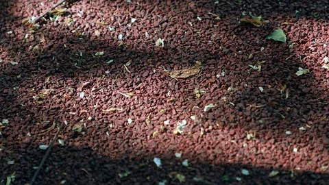 Shadow of leaves Stock Footage 90044133