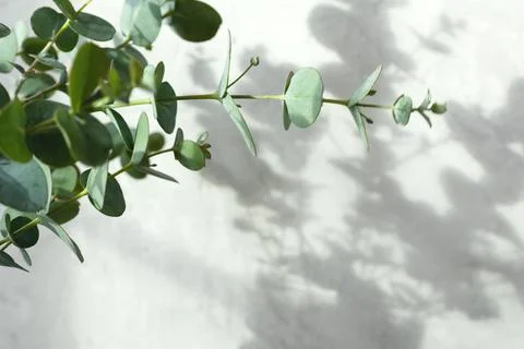 The shadow of the leaves on a grey background Stock Photos
