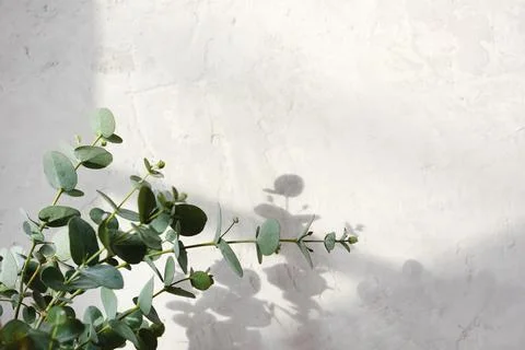 The shadow of the leaves on a grey background Stock Photos