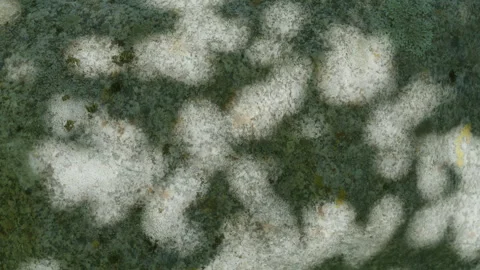 Shadow from leaves on the ground Stock Footage 273785738