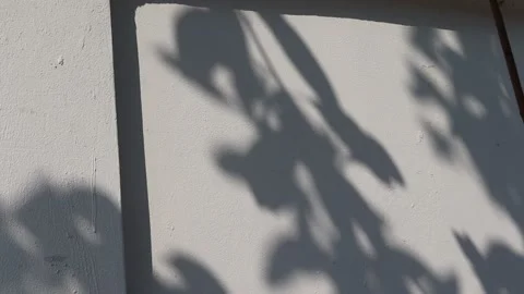 Shadow of leaves little moving by the wind on cement wall Stock Footage 148036325