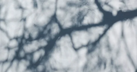 Shadow of leaves reflected on the white wall blowing in the wind Stock Footage 121556972