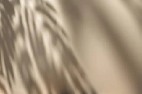 Shadow of leaves on solid beige wall texture background Illustrazione stock