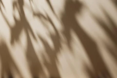 Shadow of leaves on solid beige wall texture background Stock Photos