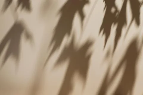Shadow of leaves on solid beige wall texture background 스톡 사진