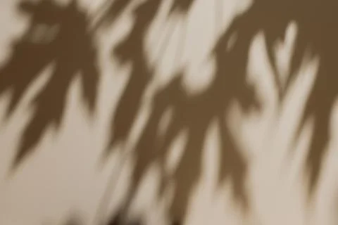 Shadow of leaves on solid beige wall texture background Foto stock