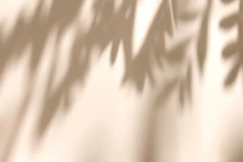 Shadow of leaves on solid beige wall texture background Stock Photos