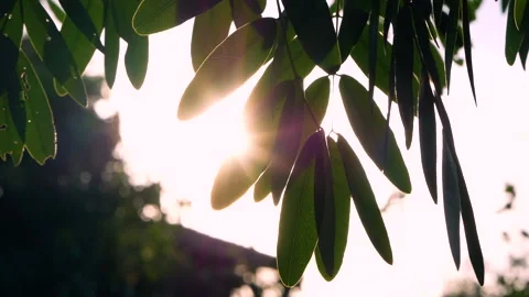 Shadow of leaves swaying from the wind blowing gently with sunlight on sky back. Stock Footage 133155400