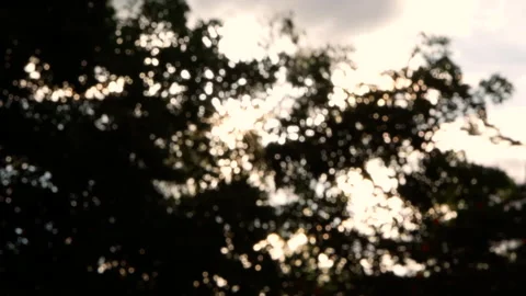 The shadow of leaves swing in the wind with sunlight through in spring . Stock Footage 133714636