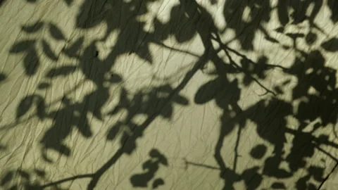 Shadow of Leaves on a Textured Surface Stock Footage 301300481