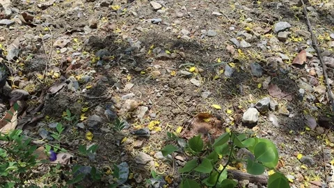 Shadow of leaves on tree blown by the little wind on ground flooring Stock Footage 151245052