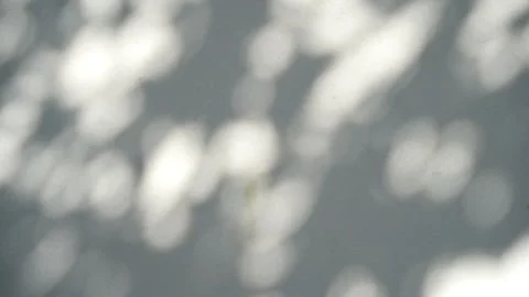 Shadow of leaves tree plant overlay on white wall Stock Footage 344514299