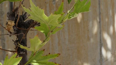 Shadow of the leaves of a tree swaying on the wall Stock Footage 248910466