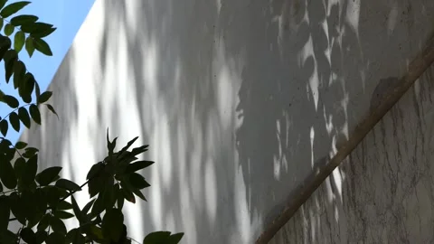 Shadow of the leaves of a tree swaying on the wall Stock Footage 248910668