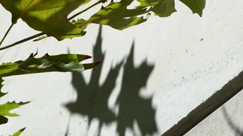 Shadow of the leaves of a tree swaying on the wall Stock Footage 248910681
