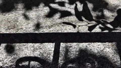 Shadow of the leaves of a tree swaying on the wall Stock Footage 248995493