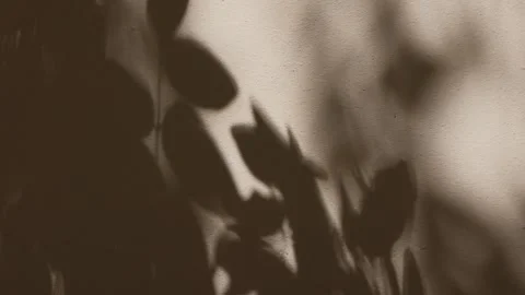 Shadow of the leaves of a tree swaying on the wall Stock Footage 248996199