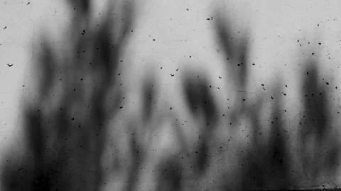 Shadow of the leaves of a tree swaying on the wall Stock Footage 248996271