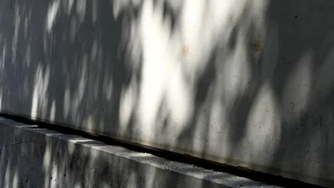 Shadow of the leaves of a tree swaying on the wall Stock Footage 248996413