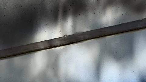 Shadow of the leaves of a tree swaying on the wall Video stock 248996456