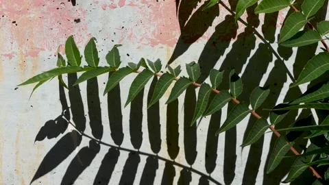 Shadow of the leaves of a tree swaying on the wall Stock Footage 250152947
