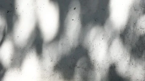 Shadow of the leaves of a tree swaying with the wind on the wall Stock Footage 248844728