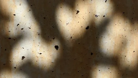 Shadow of the leaves of a tree swaying with the wind on the wall Stock Footage 248844731