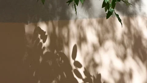 Shadow of the leaves of a tree swaying with the wind on the wall Stock Footage 248844804