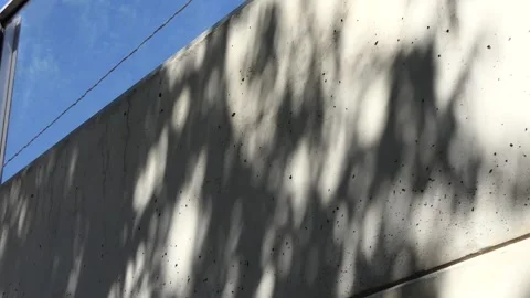 Shadow of the leaves of a tree swaying with the wind on the wall Stock Footage 248856777