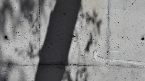 Shadow of the leaves of a tree swaying with the wind on the wall Video stock 248856790