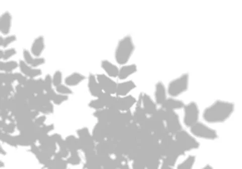 The shadow of the leaves of a tree on a white wall. A tropical tree. Black and Stock Illustration