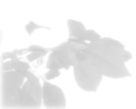 The shadow of the leaves of a tree on a white wall. Black and white image for Stock Illustration