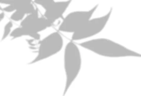 The shadow of the leaves of a tree on a white wall. A black and white image to Stock Illustration