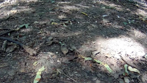 Shadow from the leaves of trees Stock Footage 90904115