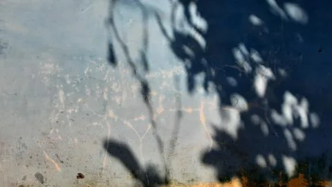 The shadow of the leaves on the wall is blue Stock Photos