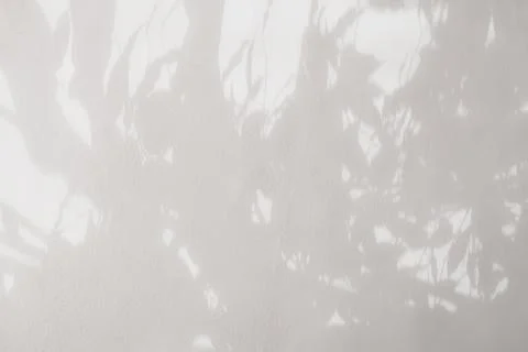 Shadow of the leaves on a white wall background. White and gray wallpaper Stock Photos