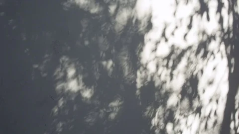 Shadow of leaves on white wall Video stock 78772593