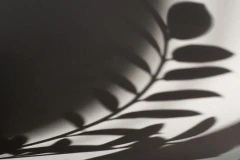 Shadow of the leaves on white wall. Фото