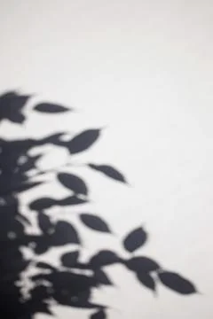 Shadow of the leaves on a white wall Stock Photos