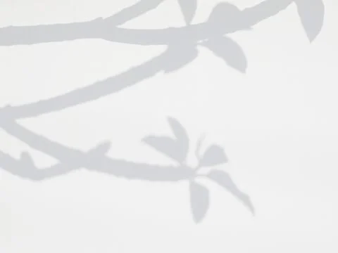 Shadow of leaves on a white wall Stock Photos