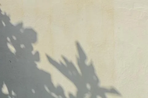 Shadow of the leaves on a white wall Stock Photos