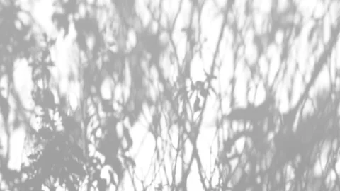 Shadow leaves in wind overlay on a white wall background Stock Footage 147607375