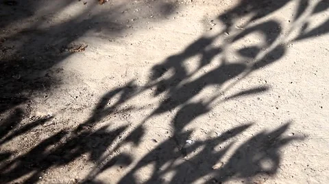 The Shadow of the Lemon Tree in the Garden Stock Footage 40298009
