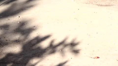 The Shadow of the Lemon Tree in the Garden Stock Footage 40298079