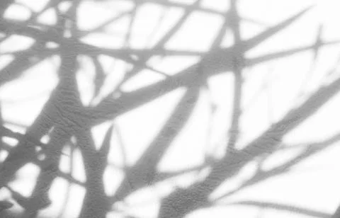Shadow light summer background sunight overlay nature on room cement wall Stock Photos