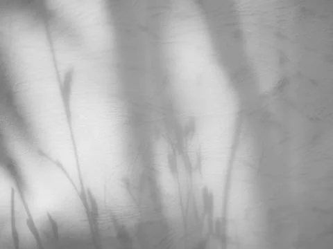 Shadow light summer background sunight overlay nature on room cement wall Stock Photos
