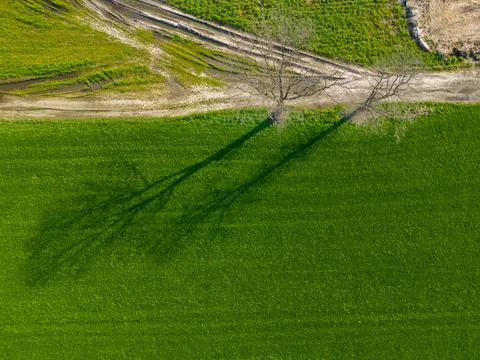 Shadow of a Lone Tree Over Vibrant Agricultural Fields Stock Photos