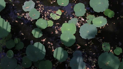 Shadow on lotus pond from bridge. Stock Footage 306647514